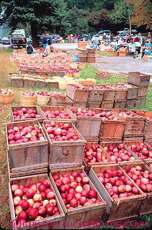Stock Photo #14387: keywords - apple apples autumn berkshire berkshires box boxes bucket buckets bushel bushels buy cheshire crop crops destination fall food fresh fruit fruits harvest harvested hill hills market markets massachusetts pattern people pick picked produce red repeat repeats repetition stand stands symmetrical symmetry texture textures travel vacation vert