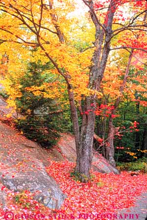 Stock Photo #9300: keywords -  autumn color colorful countryside england fall foliage forest hampshire landscape leaf leaves maple new rural scenery scenic season tree trees vert