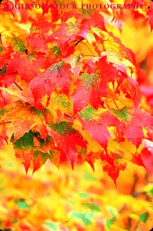 Stock Photo #9301: keywords - autumn close color colorful countryside england fall foliage forest hampshire landscape leaf leaves maple new rural scenery scenic season tree trees up vert