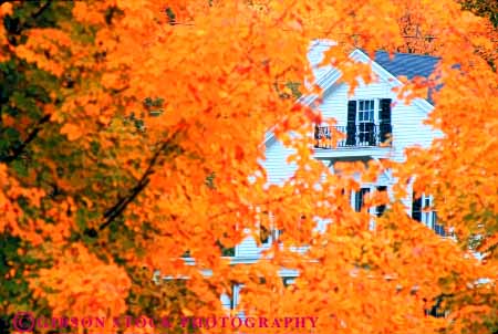 Stock Photo #9305: keywords -  autumn bright color colorful countryside england fall focus foliage forest hampshire home horz house landscape leaf leaves maple new rural scenery scenic season seen soft through tree trees yellow