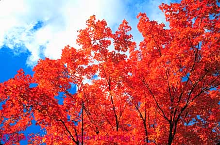 Stock Photo #9306: keywords -  andover autumn bright close color colorful england fall foliage forest hampshire horz leaf leaves maple new orange red rural scenery scenic season sky tree trees up