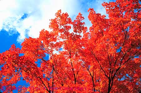Stock Photo #9306: keywords - andover autumn bright close color colorful england fall foliage forest hampshire horz leaf leaves maple new orange red rural scenery scenic season sky tree trees up