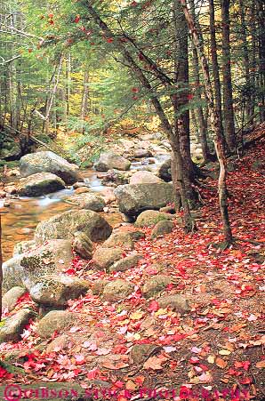 Stock Photo #14454: keywords -  along autumn clean color creek creeks england fall foliage fresh hampshire highway hwy kancamagus landscape maple mountains natural nature new red region route routes sabbaday scenery scenic season stream streams tree trees vert water white