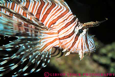 Stock Photo #14542: keywords -  aquarium aquariums attraction camden colorful danger dangerous fish fishes horz jersey life lion marine new poison poisonous public sea state sting stinging stripe striped tourist travelers tropical