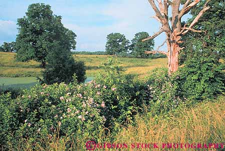 Stock Photo #14558: keywords - city ecological ecology grove horz landscape landscapes natural nature oklahoma plains plants region scenery scenic wildflowers