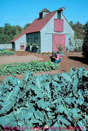 Stock Photo #14570: keywords -  botanical cabbage callaway garden gardening gardens georgia horticulture photographer photographers photographing photography plant plants released vert woman women