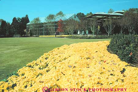 Stock Photo #14572: keywords - botanical callaway daisy garden gardening gardens georgia horticulture horz plant plants summer yellow