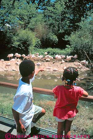 Stock Photo #11654: keywords -  african american atlanta black boy boys brother child children city ethnic flamingo flamingos georgia girl girls look looking minority pair see seeing sibling sisters south southern two urban vert young youth zoo zoos