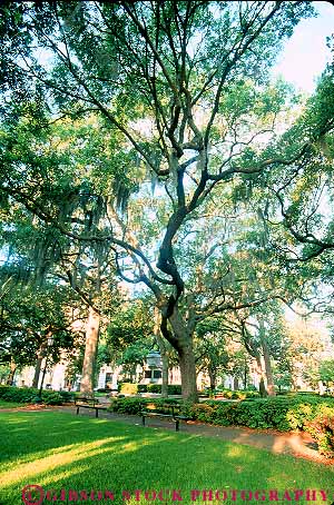 Stock Photo #14600: keywords -  branch branches branching common destination georgia green historic madison moss municipal oak oaks park parks public region savannah south southern square squares travel tree trees vert with
