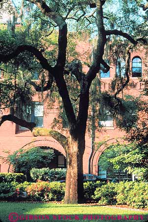 Stock Photo #14601: keywords -  and branch branches branching brick building buildings common destination georgia green historic madison municipal oak oaks park parks public red region savannah south southern square squares travel tree trees vert