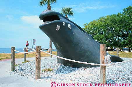 Stock Photo #14662: keywords -  animal animals big coast coastal communities community destination georgia giant head horz huge humpback island large mammal mammals marine resort resorts saint sculpture shore shoreline simons st st. summer travel vacation whale whales