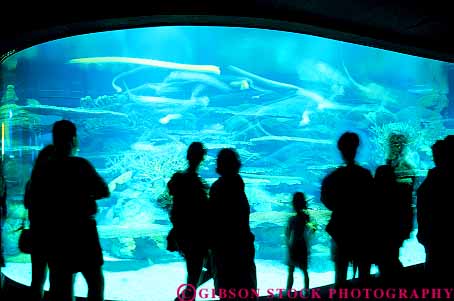 Stock Photo #14687: keywords -  aquarium aquariums beach carolina coast coastal destination display displaying displays grand horz indoor indoors interior large leisure life marine modern myrtle new people play playing public recreation resort resorts ripleys sea shore shoreline silhouette south strand tank travel vacation view