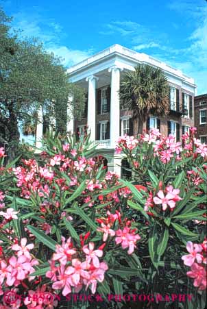 Stock Photo #9609: keywords -  architecture building buildings carolina charleston classic front grows historic home homes house in mansion mansions of oleander plant plants south tradition traditional vert
