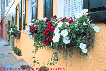 Stock Photo #9614: keywords -  architecture boxes building buildings carolina charleston classic colorful cute decorate decorated decorative flower flowers horz petunias planter pretty south street streets tradition traditional window with