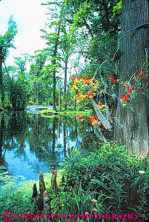 Stock Photo #9623: keywords -  and bayou bayous bridge carolina charleston cypress environment estate estates garden gardens habitat historic landscape landscaping magnolia marsh marshes nature plantation plantations site south swamp swamps vert wetland wetlands