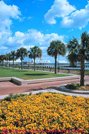 Stock Photo #9638: keywords -  carolina charleston city garden gardens landscape landscaping municipal palm park parks public south tree trees vert waterfront