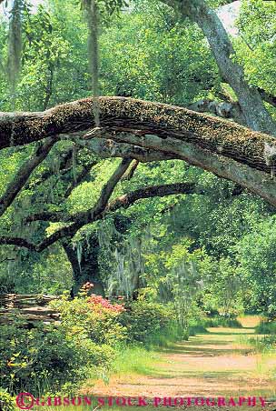 Stock Photo #14695: keywords - carolina charleston forest forests habitat habitats icon landscape moss oak oaks old path paths plant plants region road roads route rustic scenery scenic south southern through trees vegetation vert with