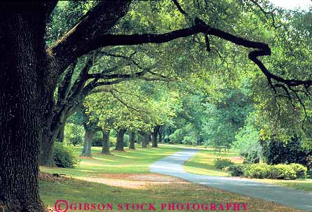 Stock Photo #14696: keywords -  carolina charleston forest forests habitat habitats horz icon landscape moss oak oaks old path paths plant plants region road roads route rustic scenery scenic south southern through trees vegetation with