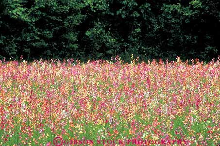 Stock Photo #14700: keywords -  blossom blossoming blossoms carolina charleston delicate field fields flax flower flowering flowers gentle gently habitat habitats horz peaceful pink plant plants quiet region serene soft softly south southern spring summer toad vegetation wildflower wildflowers