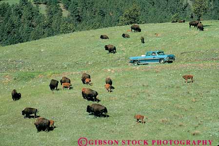Stock Photo #14740: keywords -  bison buffalo buffaloes car cars custer dakota drive herd horz park parks pickup public south state summer tame through truck wildlife