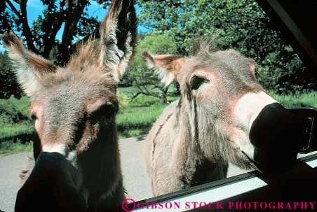 Stock Photo #14741: keywords -  burro burros car custer cute dakota donkey face faces funny head heads horz into mammal pair park parks public push snouts south state summer two wild