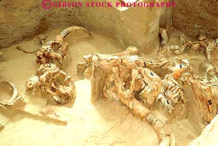 Stock Photo #14792: keywords -  animal animals bone bones dakota dig digger diggers digging earth excavate excavating excavation fossil fossilized fossils geology horz hot mammal mammals mammoth paleontology prehistoric research researcher researchers researches researching science scientific scientist scientists site sites skeleton skeletons south springs