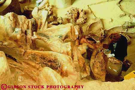 Stock Photo #14793: keywords - animal animals bone bones career dakota dig digger diggers digging earth excavate excavating excavation fossil fossilized fossils geology horz hot job jobs mammal mammals mammoth paleontologist paleontology prehistoric research researcher researchers researches researching science scientific scientist scientists site sites skeleton skeletons south springs woman work worker working works