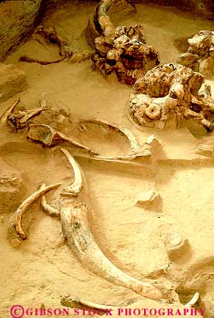 Stock Photo #14796: keywords -  and animal animals bone bones dakota dig digger diggers digging earth excavate excavating excavation fossil fossilized fossils geology hot mammal mammals mammoth paleontology prehistoric research researcher researchers researches researching science scientific site sites skeleton skeletons south springs tusks vert