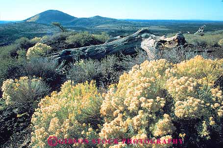 Stock Photo #14802: keywords -  arid blossom blossoming craters deposit desolate desolation dry earth environment eruption flow flowed flower flowers flows formation formations geologic geological geology habitat horz idaho landscape lava monument moon national nature of park parks public rabbitbrush remote rock scenery scenic science volcanic volcano wilderness wildflower wildflowers