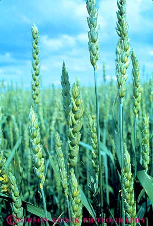 Stock Photo #14811: keywords -  agriculture closeup crop crops cultivate cultivated cultivation farm field grain grains green idaho mountain region rocky stalks state stem stems vert wheat