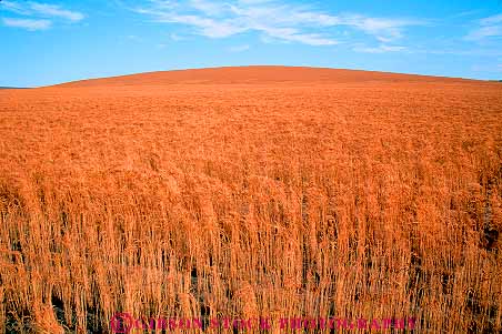 Stock Photo #14812: keywords - agriculture crop crops cultivate cultivated cultivation dry drying farm field fields gold golden grain grains hill hills horz idaho mountain region rocky state stem stems wheat