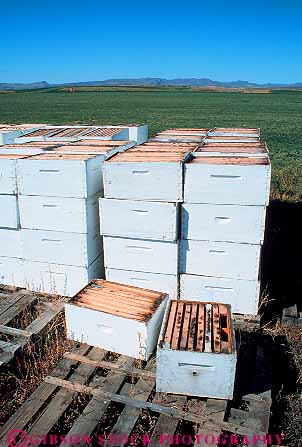 Stock Photo #14814: keywords -  apiaries apiary bee bees box boxes idaho mountain region rocky square stack stacked state vert white wood wooden