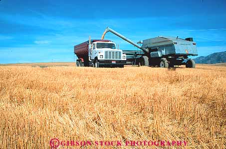 Stock Photo #14815: keywords - agriculture crop crops cultivate cultivated cultivation dry drying equipment farm field fields gold golden grain grains harvest harvested harvester harvesting harvests heavy hill hills horz idaho in mountain region rocky state stem stems truck wheat