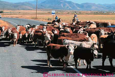 Stock Photo #14816: keywords - animal cattle cow cowboy cowboys drive driven driving group groups herd herds highway horz idaho livestock mammal mountain move moving region rocky state west western