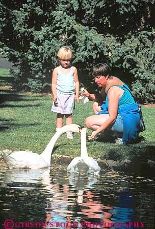 Stock Photo #14899: keywords -  animal big bird birds child children communities community daughter destination feed feeding feeds girl idaho landscape mother mountain mountains parent people person pond recreation region released resort resorts rocky scenery scenic single summer sun swan swans travel vacation valley vert water white woman