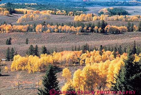 Stock Photo #14909: keywords -  aspen autumn color fall foliage forest forests grove groves horz idaho landscape mountain mountains nature region rocky sawtooth scenery scenic season slope slopes tree trees valley valleys wild wilderness yellow