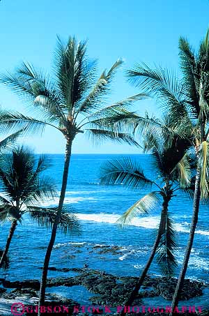Stock Photo #13907: keywords - and big coast coastal hawaii hawaiian island islands kauai landscape maui oahu ocean palm plant plants scenery scenic sea seashore shore shoreline surf tree trees tropic tropics vert water