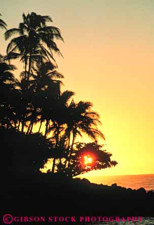 Stock Photo #8688: keywords -  bright coast coastal dawn destination dusk hawaii hawaiian island islands kauai marine maritime ocean palm resort resorts sea seashore seawater shore shoreline silhouette silhouettes sunrise sunset travel tree trees tropical usa vacation vert water yellow