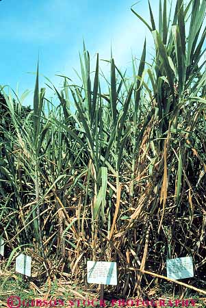 Stock Photo #14954: keywords - agriculture cane crop crops cultivate cultivates cultivating cultivation farm farming farms field fields grow growing grown growth hawaii hawaiian island islands kauai local plant plants produce produced producing sugar test testing tests tropic tropical tropics vert
