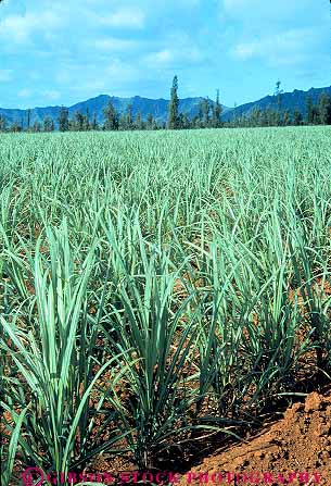 Stock Photo #14955: keywords -  agriculture cane chlorophyll crop crops cultivate cultivates cultivating cultivation farm farming farms field fields green grow growing grown growth hawaii hawaiian island islands kauai local photosynthesis plant plants produce produced producing sugar tropic tropical tropics vert