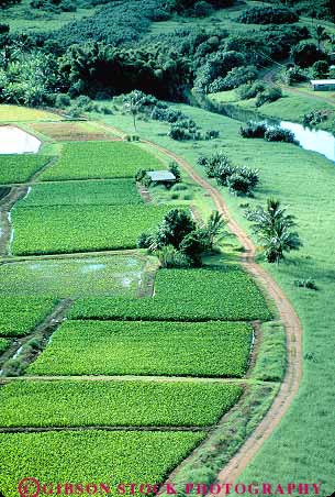 Stock Photo #14956: keywords -  agriculture crop crops cultivate cultivates cultivating cultivation farm farming farms field fields grow growing grown growth hawaii hawaiian island islands kauai local patches plant plants produce produced producing taro tropic tropical tropics vert