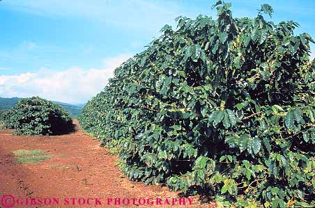 Stock Photo #14958: keywords -  agriculture coffee crop crops cultivate cultivates cultivating cultivation farm farming farms field fields grow growing grown growth hawaii hawaiian horz island islands kauai local plant plants produce produced producing tree trees tropic tropical tropics