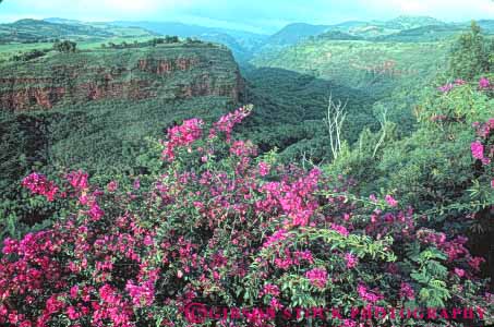 Stock Photo #8692: keywords -  bougainvillea canyon destination flower flowers hanapepe hawaii hawaiian horz island islands kauai plant plants resort resorts travel tropical usa vacation vegetation