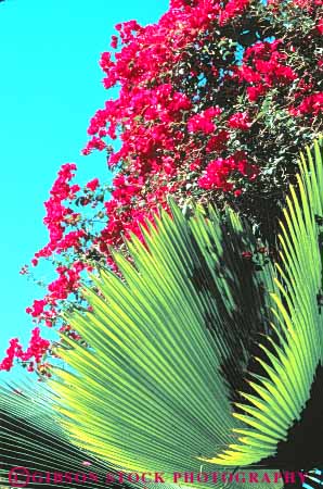 Stock Photo #8694: keywords -  and blossom blossoming blossoms bougainvillea color colorful destination flower flowers green hawaii hawaiian island islands kauai palm plant plants resort resorts travel tropical usa vacation vert