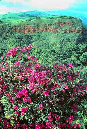 Stock Photo #14960: keywords -  bougainvillea canyon dense destination green growing habitat habitats hanapepe hawaii hawaiian island islands kauai landscape lush nature plant plants rough rugged scenery scenic terrain travel tropic tropical tropics vegetation vert wilderness