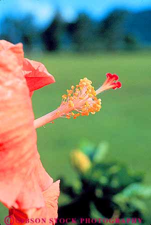 Stock Photo #14962: keywords -  big blossom blossoming blossoms closeup destination flower flowering flowers habitat habitats hawaii hawaiian hibiscus island islands landscape maui nature oahu pink plant plants red scenery scenic travel tropic tropical tropics vegetation vert wilderness