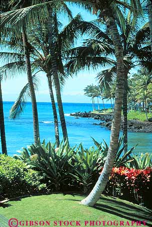 Stock Photo #14964: keywords -  big coast coastal destination habitat habitats hawaii hawaiian island islands kauai landscape maui nature oahu ocean palm plant plants scenery scenic sea seashore shore shoreline travel tree trees tropic tropical tropics vegetation vert water