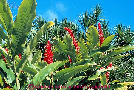 Stock Photo #14965: keywords -  big destination ginger habitat habitats hawaii hawaiian horz island islands kauai landscape maui nature oahu plant plants red scenery scenic travel tropic tropical tropics vegetation wilderness