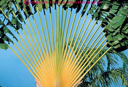 Stock Photo #14966: keywords - big branch branches destination geometric geometrical geometry habitat habitats hawaii hawaiian horz island islands kauai landscape leaf leaves line linear lines maui nature oahu palm palms pattern patterns plant plants radial radiate radiates scenery scenic straight symmetrical symmetry tall travel traveler tree tropic tropical tropics vegetation