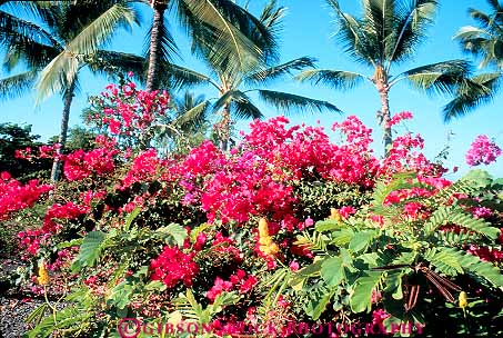 Stock Photo #14968: keywords -  big bougainvillea destination flowering garden gardens habitat habitats hawaii hawaiian horz island islands kauai landscape maui nature oahu palm plant plants scenery scenic travel tree tropic tropical tropics vegetation